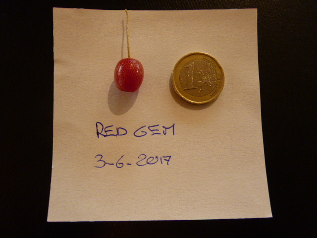  eleagnus multiflora red gem