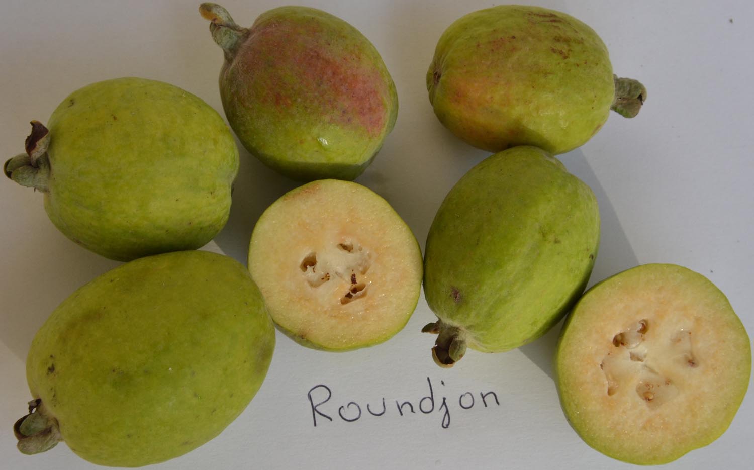  roundjon