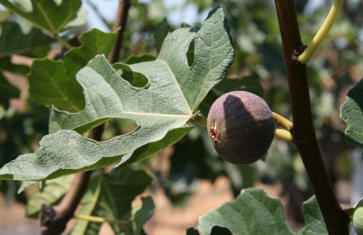  afghanistanica (serres d auteuil)