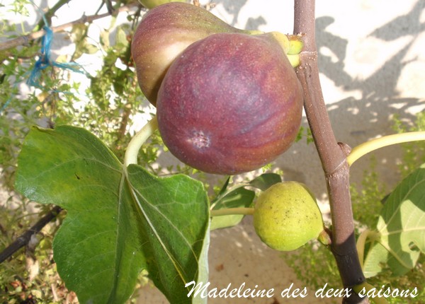  Madeleine deux saisons