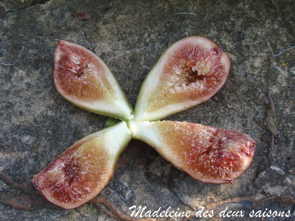  Madeleine deux saisons
