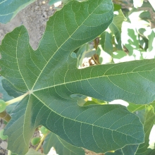  arany mezfuge