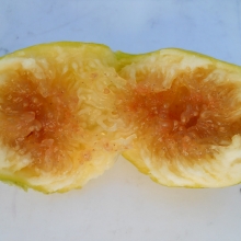  arany mezfuge