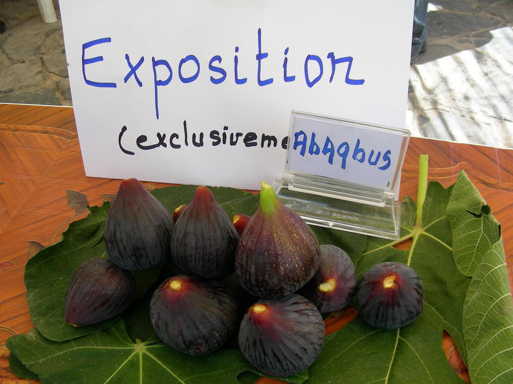  avaqvus