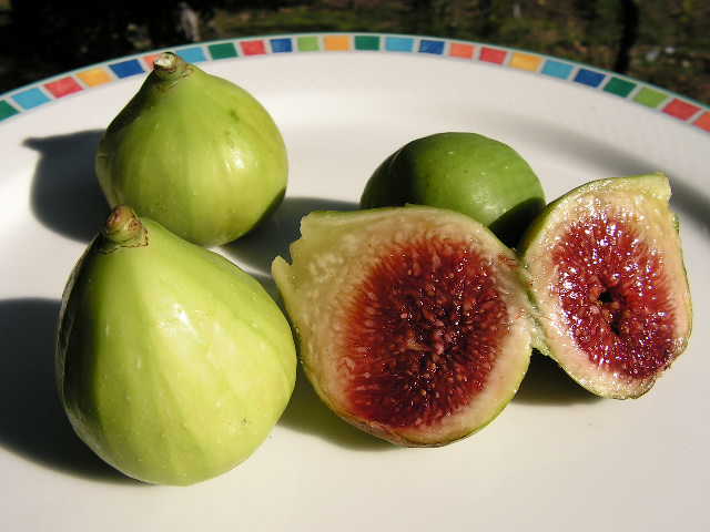  bacorinho