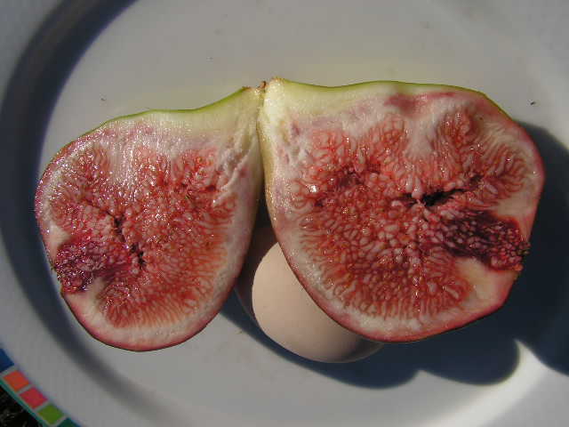  bêbera branca