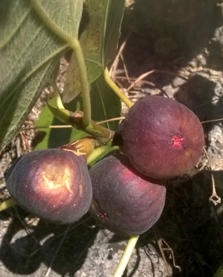  belle de souillac