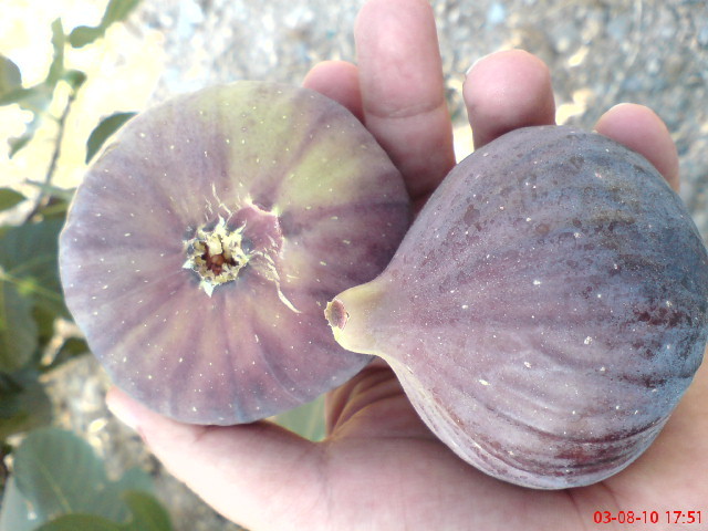  bursa black