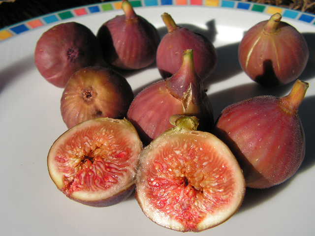  castanhinho