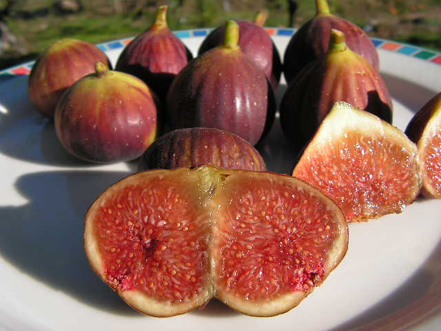  castanhinho grande