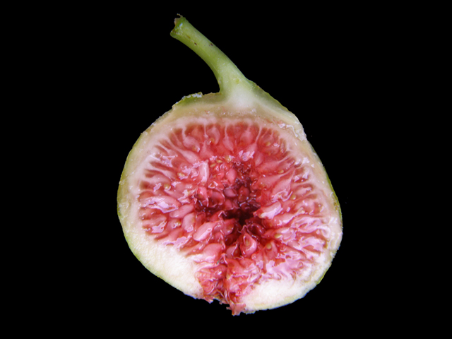  chico strawberry