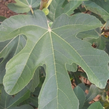  fehervari
