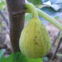  fehervari