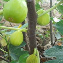  fehervari