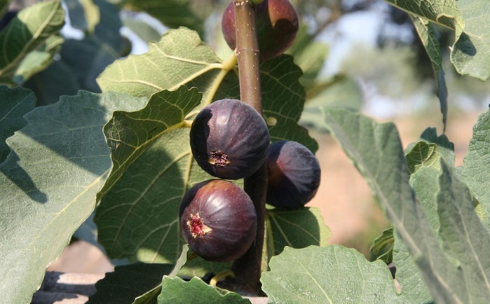  ficus carica x palmata var. brigandis