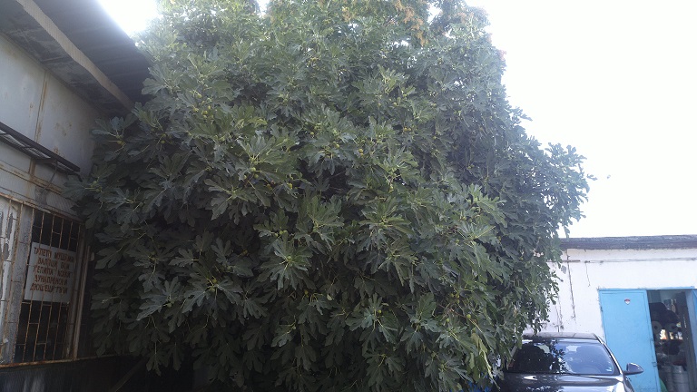  green michurinska