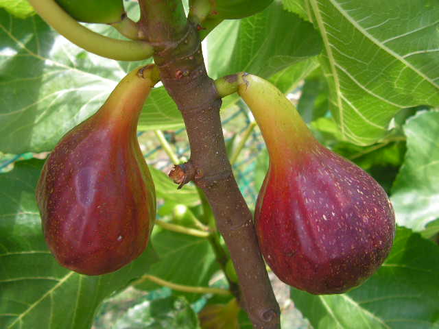  lampeira preta