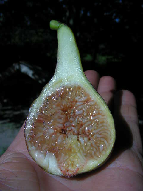  lampeira preta