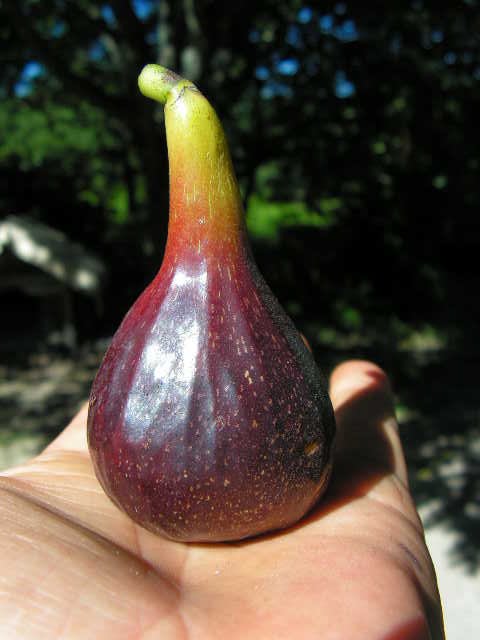  lampeira preta
