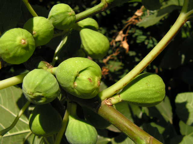  lingurato