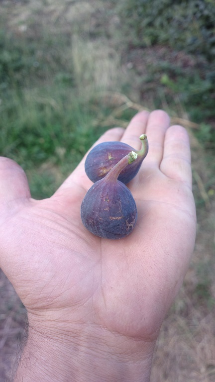  malta black