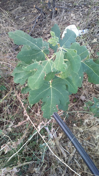  malta black