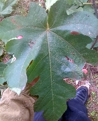  mirandol