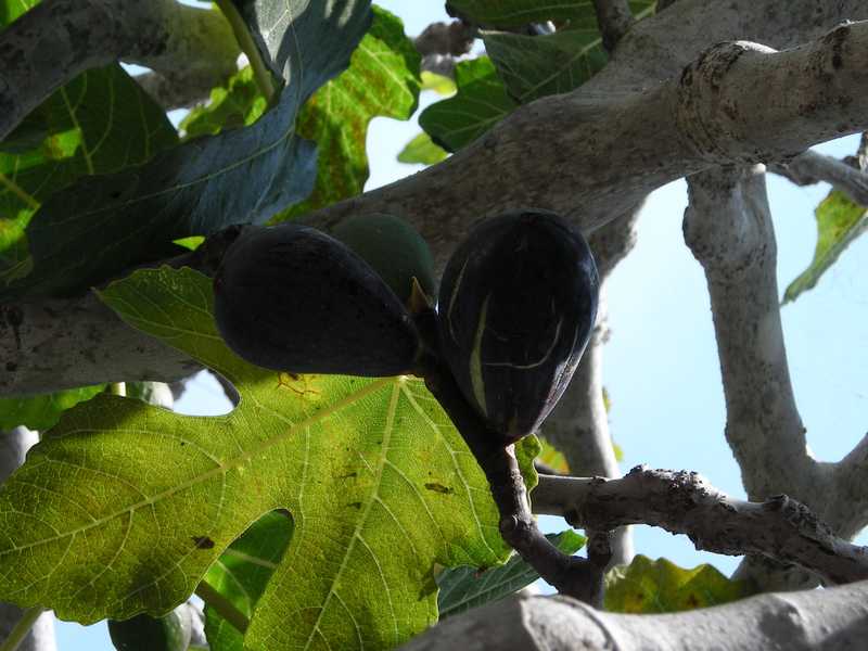  moscatel preto