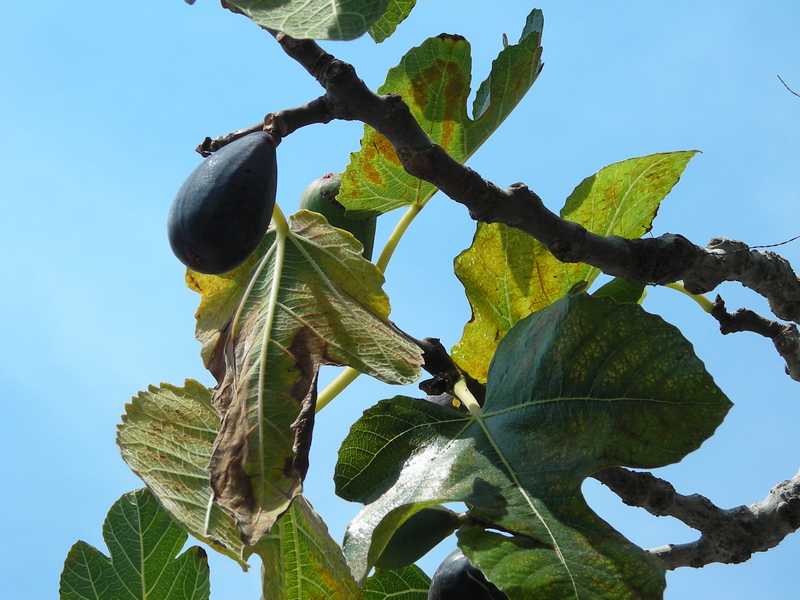  moscatel preto