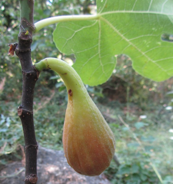  quinta
