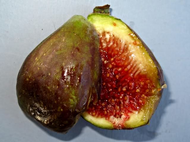  salem dark