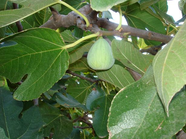  sanc de rossi blanca