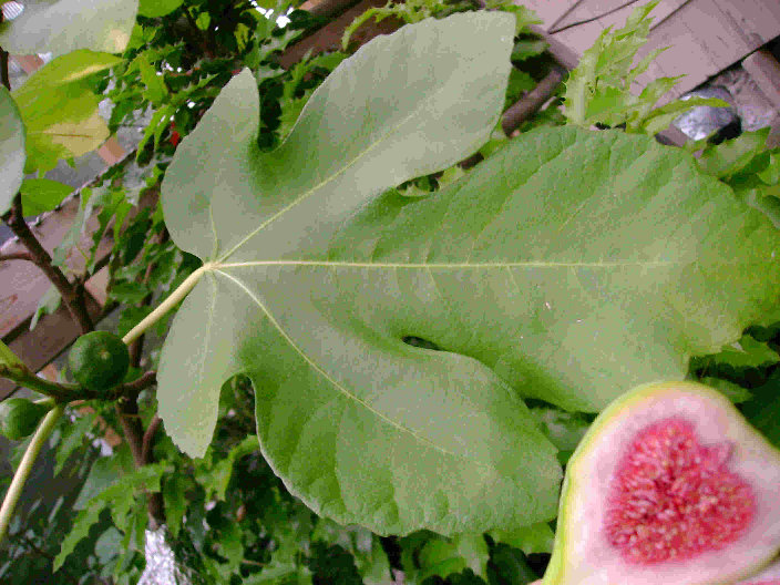  strawberry verte