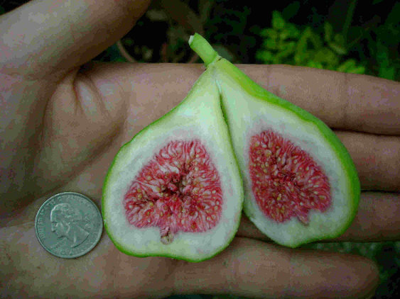  strawberry verte