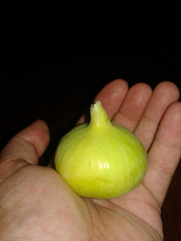  sucre vert