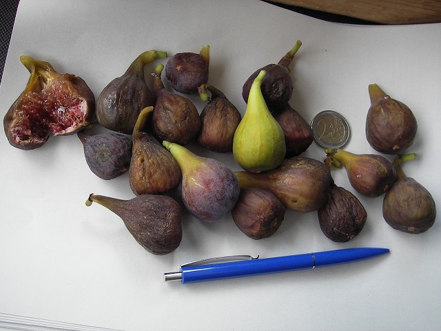  velvet leaved jelly fig
