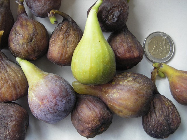  velvet leaved jelly fig