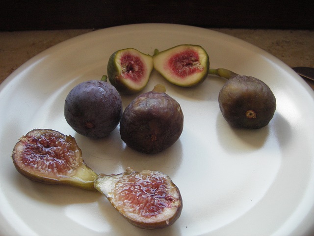  velvet leaved jelly fig