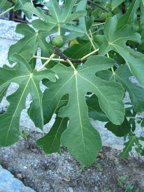  verde cu de mel