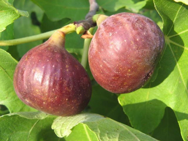  violette precoce hongrois