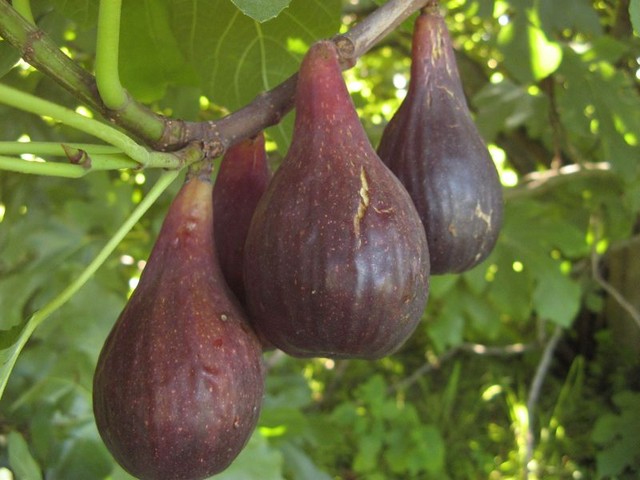  violette precoce hongrois