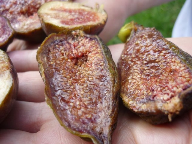  violette precoce hongrois