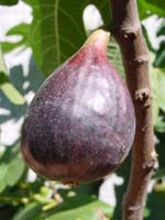  Noire de Caromb