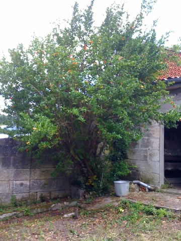  charente