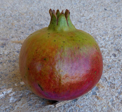  hermioni