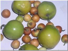  gola