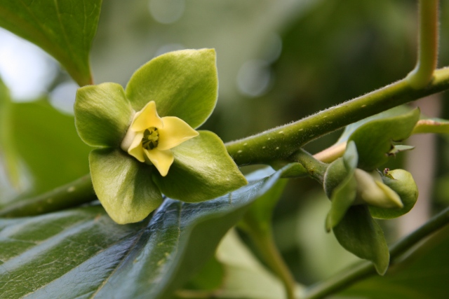  farmacista cicilia