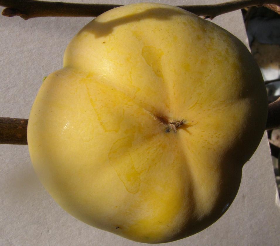  fuyu (japonais)