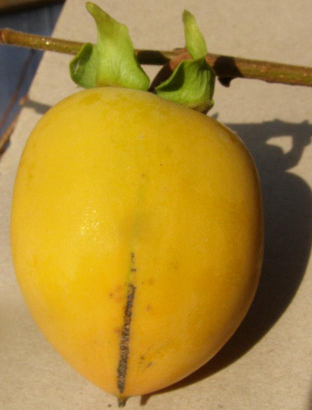  lampadina