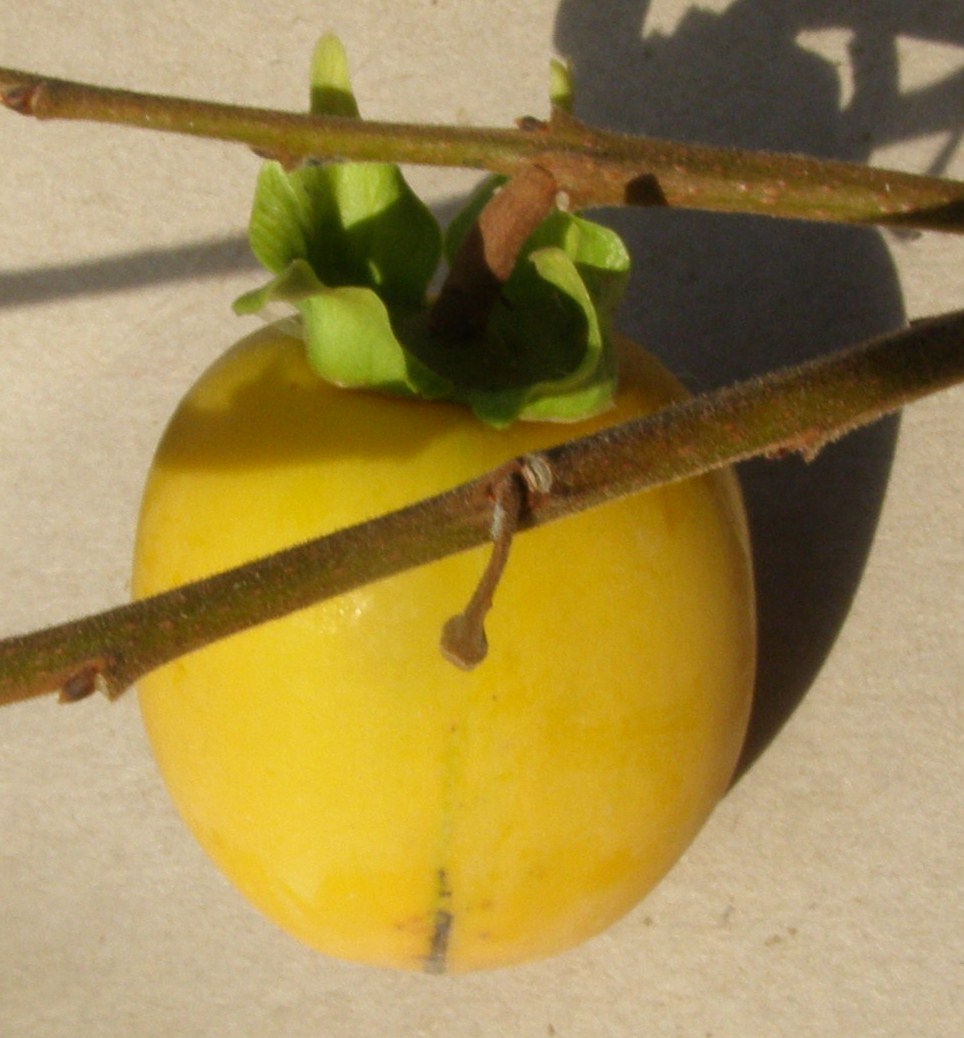  lampadina
